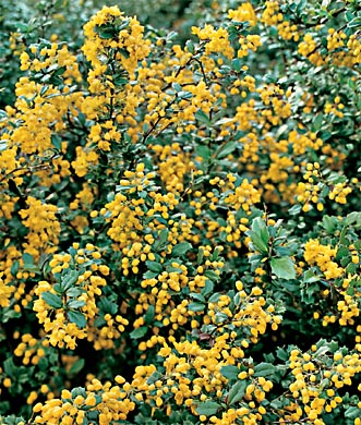 Tüskés kínai borbolya (Berberis candidula ‘Jytte’) 30-40 cm – Czimmer ...