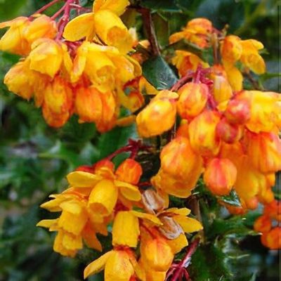Tüskés kínai borbolya (Berberis candidula ‘Jytte’) 30-40 cm – Czimmer ...