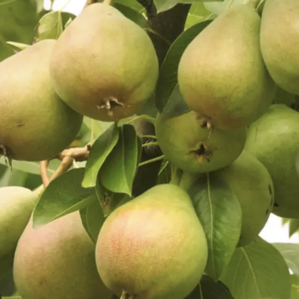 Konténeres Körte fajták 150-250 cm