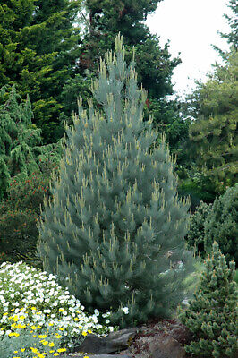 Mexikói diófenyő (Pinus cembroides) 30-40 cm