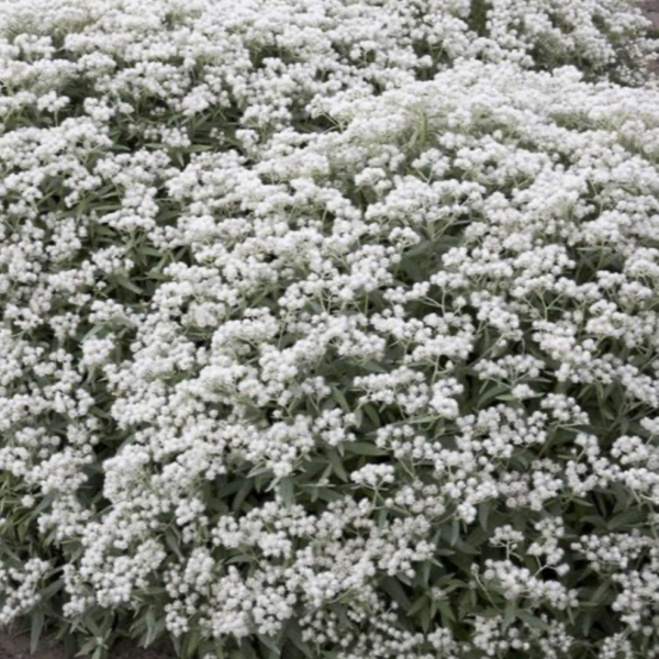 Gyöngykosárka (Anaphalis triplinervis 'Silver Wave') 20-40 cm