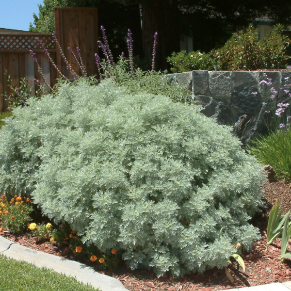 Üröm fajták (Artemisia) 15-40 cm