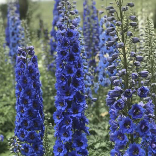 Szarkaláb (Delphinium) 20-40 cm