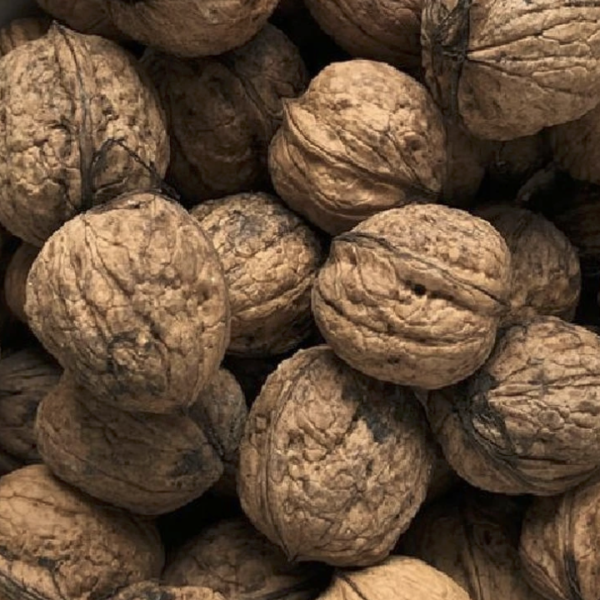 Konténeres Dió fajták 150-250 cm