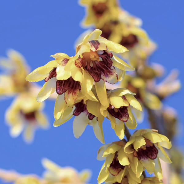 Illatos tündérfa (Chimonanthus praecox) 60-80 cm 4l