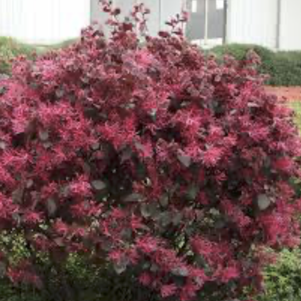 Kínai rojtosvirág "Fekete Gyöngy" (Loropetalum chinense var. rubrum ‘Black Pearl’) 100+ cm