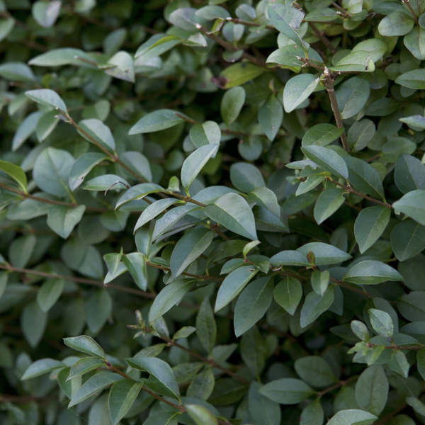 Kínai fagyal (Ligustrum sinense) 30-40 cm