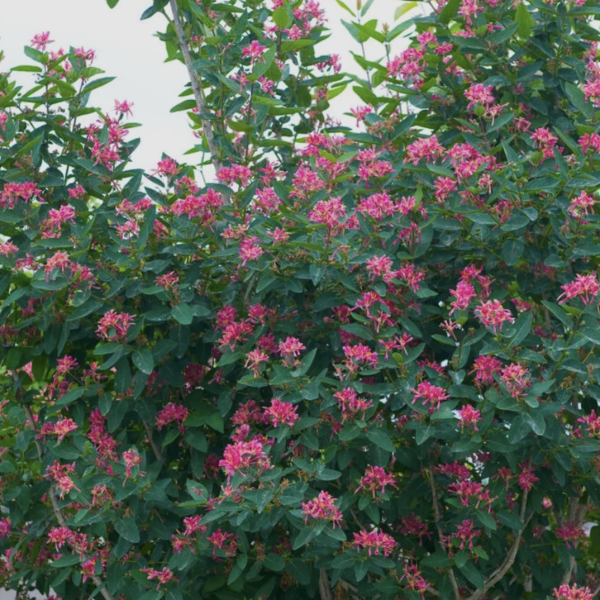 Tatár lonc (Lonicera tatarica) 40-60 cm