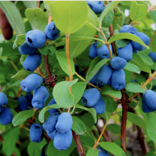 Kamcsatkai mézbogyó (Lonicera kamtschatica) fajták 40-60 cm