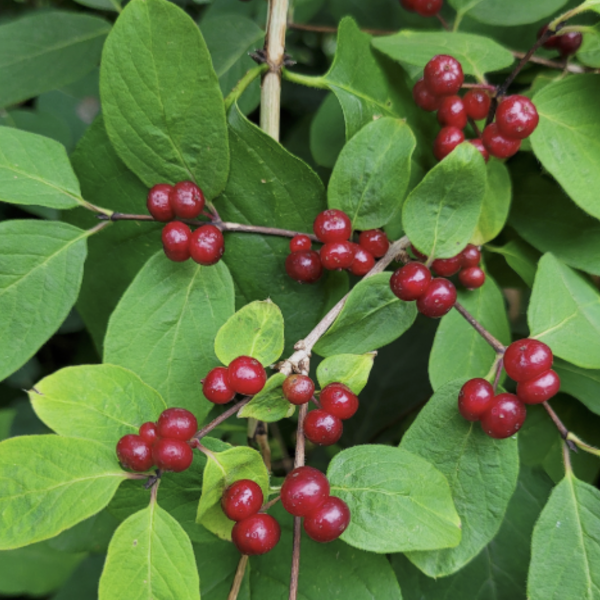 Ükörkelonc (Lonicera xylosteum) 40-60 cm