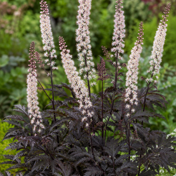 Sötétlevelű poloskavész (actaea simplex brunette) 20-40 cm