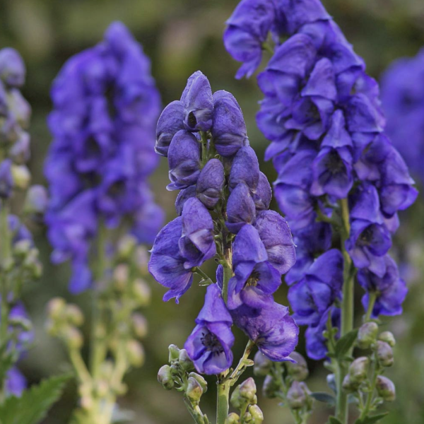 Őszi sisakvirág (Aconitum carmichaelii ‘Arendsii’) 20-40 cm