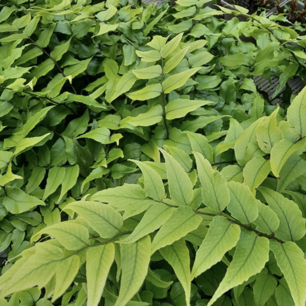 Magyalpáfrány fajták (Cyrtomium fortunei) 20-40 cm