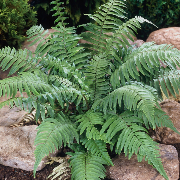 Fekete pikkelyes pajzsika (Dryopteris atrata) 20-40 cm