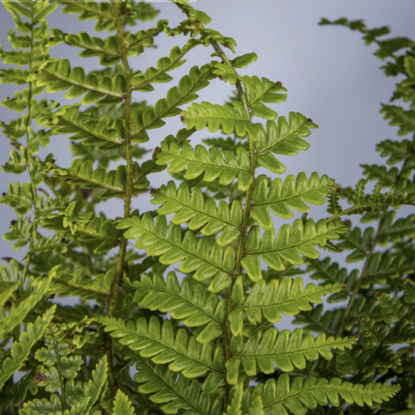 Vastag gyöktörzsű pajzsika (Dryopteris buschiana/crassirhizoma) 20-40 cm