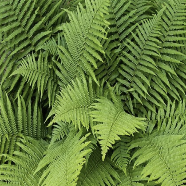 Erdei pajzsika fajták (Dryopteris filix-mas) 20-40 cm